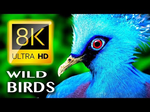 WILD BIRDS UNLIMITED COLLECTION 8K TV HQ VIDEO - 8K ULTRA HD