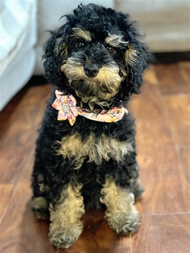 Fiona🩷 | Dogwood Doodlebugs, LLC