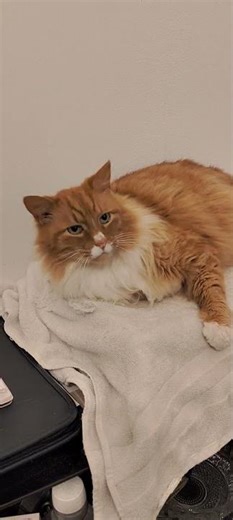 Manx Cat Keith (Ready for feeding)