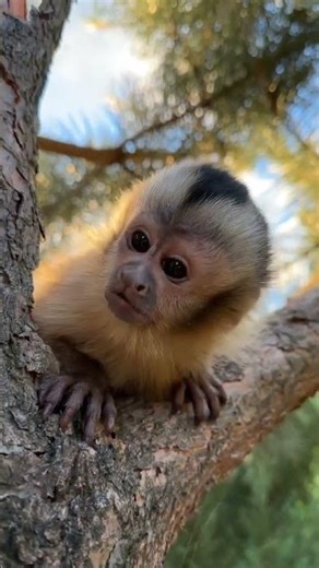 Sweet baby capuchin monkey rescued and will live a better life in sanctuary!#babymonkey