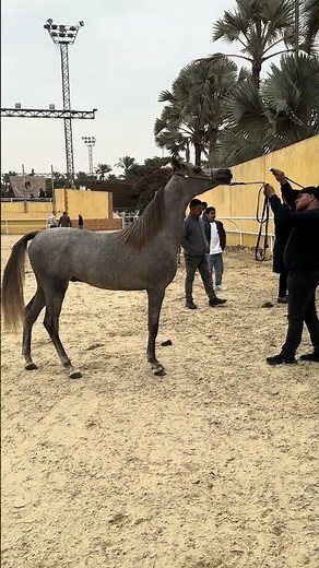 خيل عربي متناسق
