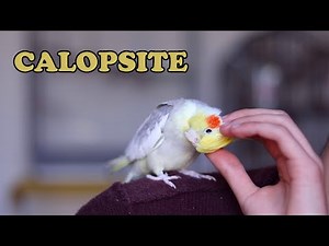 La CALOPSITE, GUIDA COMPLETA ALLA CALOPSITE