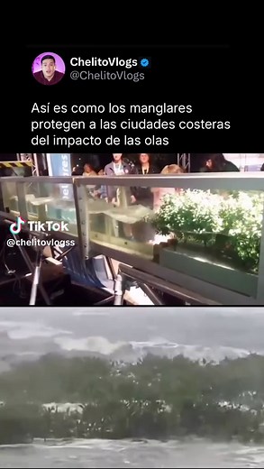 La importancia de los manglares en la costa