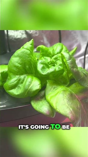 Harvesting Fresh Lettuce & Swiss Chard From Indoor Garden!