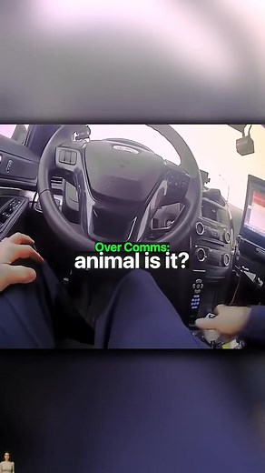 What Kind of Animal Is It? Kid on the Highway