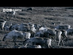 Nature's Great Migrations | BBC Earth | BBC Studios