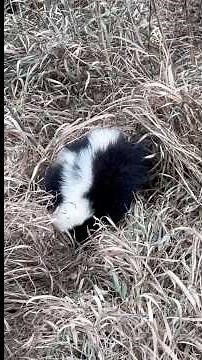 How to Trap a Skunk (Without Getting Sprayed!)