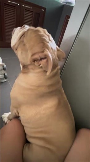 Perfect life #dog #dogs #dogmom #doglife