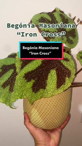 Begónia Masoniana “Iron Cross” . . . . . . . . . . . . . #plants #begonia #begoniamasoniana #begoniamasonianaironcross #plantsarefriends #plantsmakemehappy #plantaddict #plantslover #plantparent #livingwithplants #pausewithplants #houseplants #minhasplantas #houseplant #houseplantsofinstagram #houseplanthome #houseplantcommunity #houseplantclub #houseplantlove #ihugplants #boysandgirlswithplants #ilovemyplants #rareplant #rareplants #rareplnts #plantporn #plantdad #plantdaddy #lovemyplants #plan