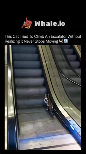knowledge matrix on Instagram: "•After taking just a few steps, the escalator quietly carries him right back down again. 😂🐾. . . •The cat keeps climbing with focus and determination, unaware that the escalator is moving in the opposite direction. No matter how hard he tries, every step forward is matched by the machine pulling him back. . . •Escalators operate at a constant speed and never pause, so moving against their direction makes progress impossible. The cat isn’t confused by effort. He’