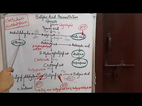BUTYRIC ACID FERMENTATION
