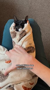 Toe Bean Advent Calendar- Day 5 🐾 We call this one the stretch and scrunch 😻 | Harvey the Tux