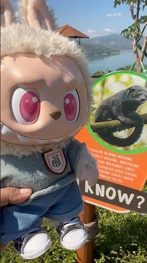 Meet My Javanese Cat & Labubu! 😻#labubu #unboxing #popmart #cute