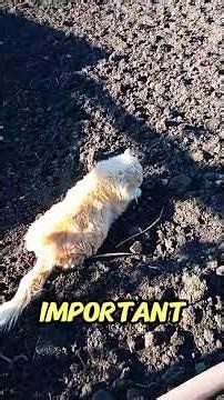 Can cats dream — and what do they dream about?🐱💤#shorts