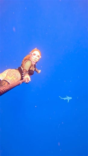 Little sandbar shark heheh #sandbarshark #underwater #freediver #freediving #ocean