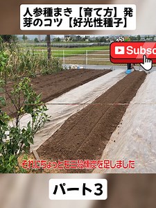 人参種まきの育て方と発芽のコツ