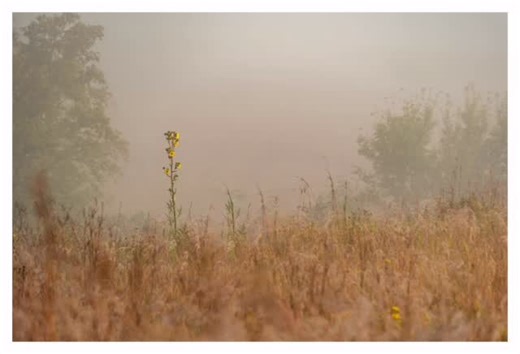 Pamela Sherlock on Instagram: "🧭 Meet nature’s GPS: the COMPASS PLANT! 🌻 This incredible prairie wildflower literally points the way - its leaves naturally align north-south with their flat surfaces facing east and west Silphium laciniatum! Early settlers on the Great Plains could actually navigate in the dark just by feeling the orientation of these leaves. How amazing is that? Standing tall at up to 10 feet, this yellow-flowered beauty isn’t just a pretty face. The vertical leaf orientation 