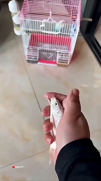 fish home prank viral video 🤣 #funny #funnyvideo