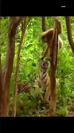 Gibbon Vs Tigers: Who Will Win? #animals#wildlife #ytshorts#
