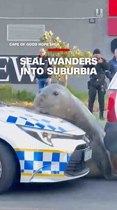 A Southern elephant seal makes a surprise visit to the residential neighborhood of Gordon's Bay in Cape Town, South Africa, and triggers an almost nine-hour rescue effort to return him to the coast. | CNN