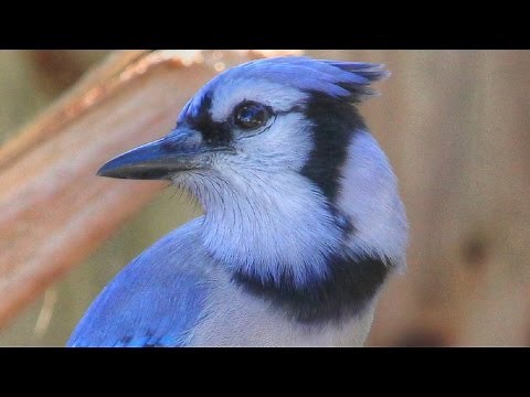 Unusual Melodious Blue Jay Song