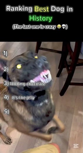 Ranking Best Dog in History