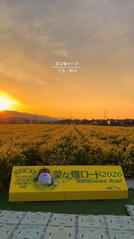 約1万坪の菜の花畑…！ 【千葉】見頃を迎えた夕陽×菜の花スポット #菜な畑ロード 📍:千葉県鴨川市広場 🚃:鴨川駅から徒歩15分 💰:無料 🅿️:無料駐車場あり ————————— 夕陽が大好きな27歳のけんごが 関東のおすすめ夕陽スポットについて発信しています！ 夕方のお出かけ相談は、 コメントやDMにてお待ちしてます！ ————————— #千葉観光 #菜の花 #夕日スポット