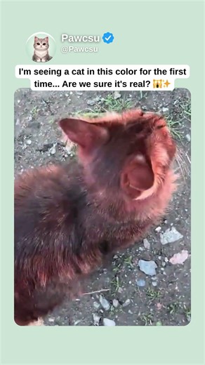 I'm seeing a cat in this color for the first time 🙀✨
