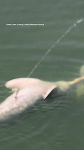 River dolphins have been seen peeing straight into the air! Over a four-year period, researchers observed 36 instances of what they call “aerial urination”. Seen only in male dolphins, the dolphin peeing is often accompanied by another male who either follows the stream or stays where the pee meets the water. While there are no definite conclusions as to why the dolphins are doing this, they could be using hormones in the urine as a means to communicate. Or they could just be having fun! Tap the