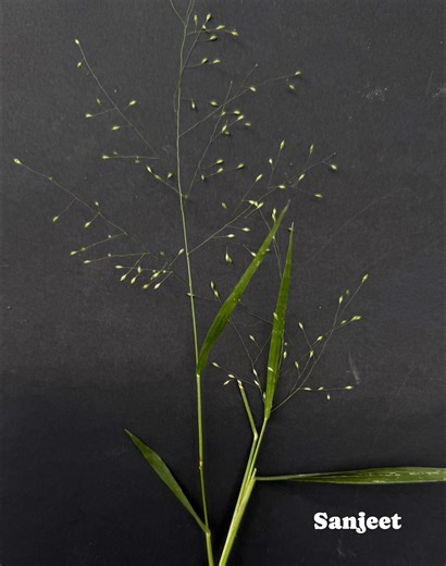 Flora of Odisha | Grass Series: Species 38 | Facebook