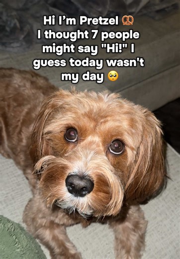 Meet Pretzel the Adorable Dog!