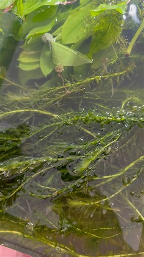 Secret to clear water!! Elodea Densa - Aquarium plant