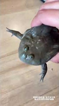 Here are 14 kinds of frog croaks. Are there any familiar sounds from your childhood#Frog