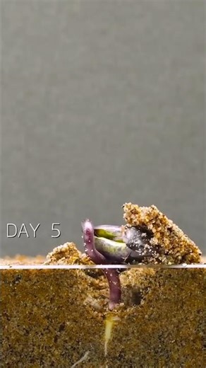 Growing 🌱 Bean 🌱 seeds under Soil Amazing Time Lapse