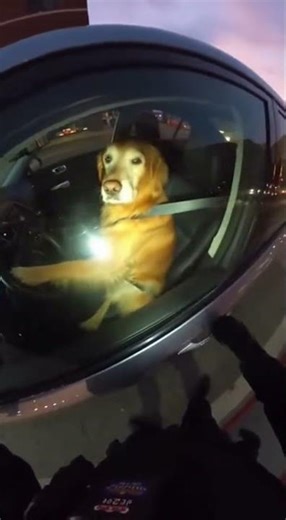 Dog Drives Car, Cop in Shock!