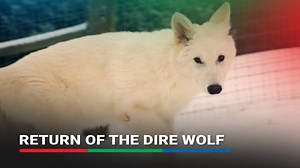 US biotechnology company Colossal Biosciences claims it has produced three dire wolves, a species that has been extinct for over 10,000 years, by modifying the genome of a modern day gray wolf using dire wolf DNA found in fossils. Link to full story in the comments section. | ABS-CBN News