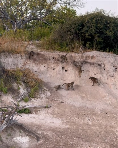 29 reactions | Chobe Game Lodge on Reels | Facebook