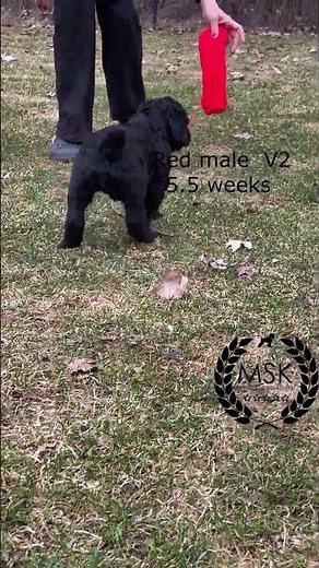 Follow Me! Black Russian Terrier Puppy Adventure V2 Litter