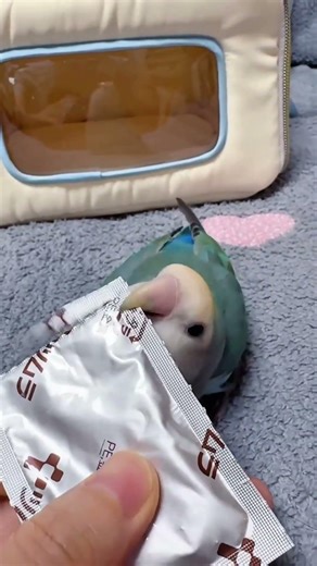 These cute little birds tore open the snack packet with their tiny beaks. #lifehacks #birds #cute