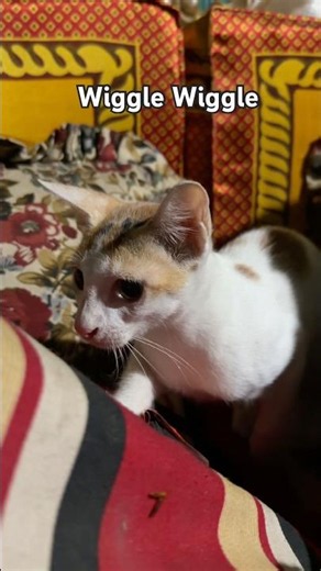 Calico kitten spotted something and couldn’t resist! 😼 #cats