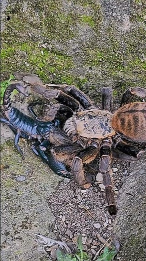 Deadly Showdown: Giant Spider vs Venomous Scorpion