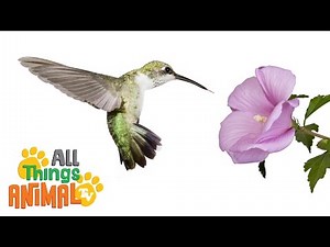 Hummingbird - Animals For Kids
