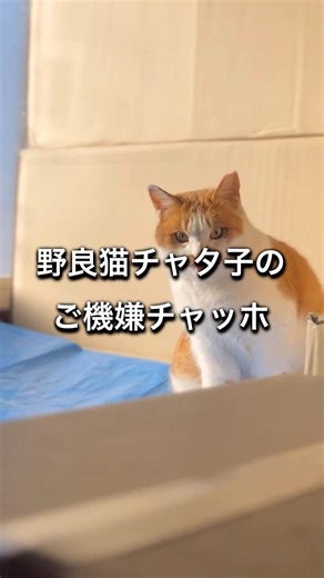 ご機嫌な野良猫がかわいい #野良猫 #のら猫 #野良猫癒し動画 #オレンジ猫 #猫