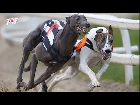Dog race - Greyhounds - Track race