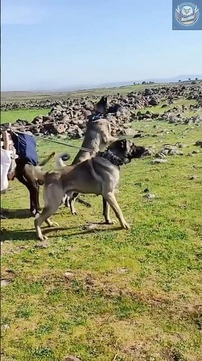 Monster Kangal Dog Shocked Everyone!