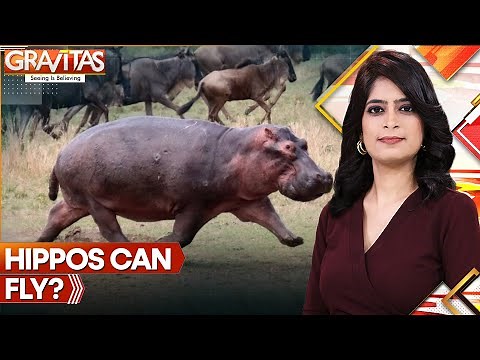 Gravitas | The hidden agility of Hippos revealed: The improbable flight of the Hippopotamus proven