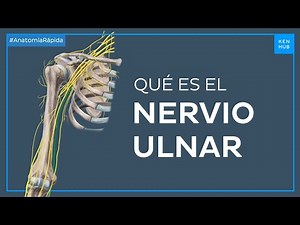 ¿Qué es el nervio ulnar? - Anatomía Fácil | Kenhub