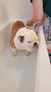 The not so glamorous side of owning a bulldog 😁 - Bath Day! #bulldogpabs #britishbulldog #dogsofinsta #englishbulldog #bulldog #funny #hilarious #puppy #lazydog #pablo | BulldogPabs
