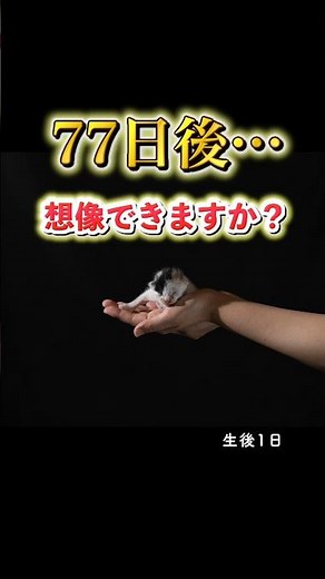 毎日1枚。保護子猫の77日間｜三毛猫成長記録