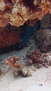 Spotted a bold *blue triggerfish* cruising confidently through the reef 💙🐟 Its electric color and sharp movements made it impossible to miss. Strong, territorial, and full of attitude! #bluetriggerfish #marinelife #divelife #underwaterworld | Red Sea Diving